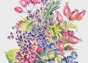 Autumn Fruits, coloured pencil, Sarah Colgate ©