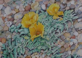 Yellow Horned-poppy, acrylic ink, Sarah Colgate ©