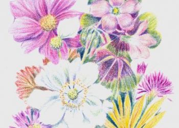 Summer Flowers, coloured pencil, Sarah Colgate ©