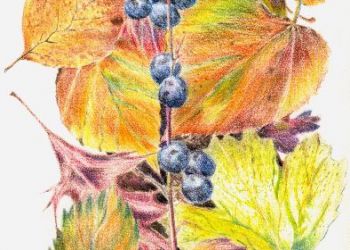 Autumn Leaves, coloured pencil, Sarah Colgate ©