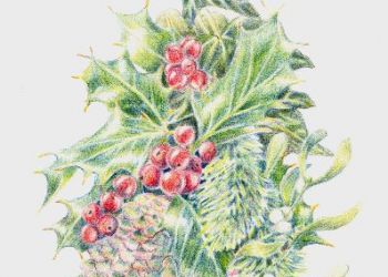 Winter Flora, coloured pencil, Sarah Colgate ©