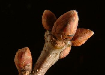 Oak buds, Stuart Colgate ©