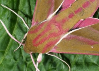 Elephant Hawkmoth, Stuart Colgate ©