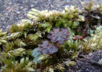 Liverwort and Moss, Stuart Colgate ©