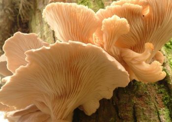 An Oyster Mushroom, Stuart Colgate ©