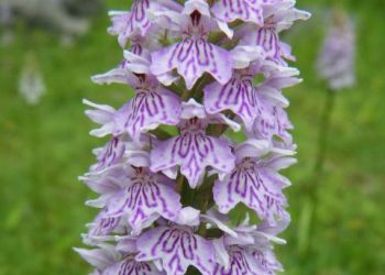 Common Spotted-orchid, Stuart Colgate ©