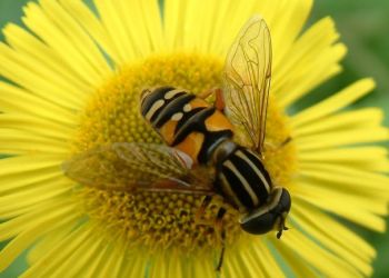 Hoverfly, Stuart Colgate ©