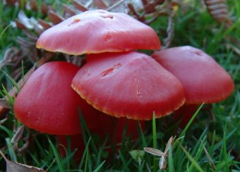 Scarlet Waxcap, Stuart Colgate ©