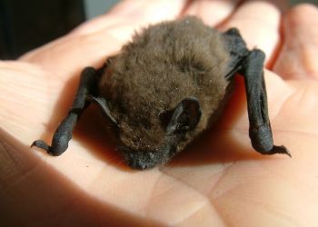 Common Pipistrelle, Stuart Colgate ©