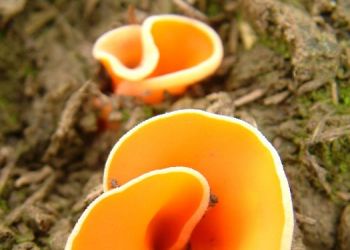 Orange Peel Fungus, Stuart Colgate ©