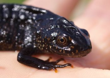 Great Crested Newt, Stuart Colgate ©